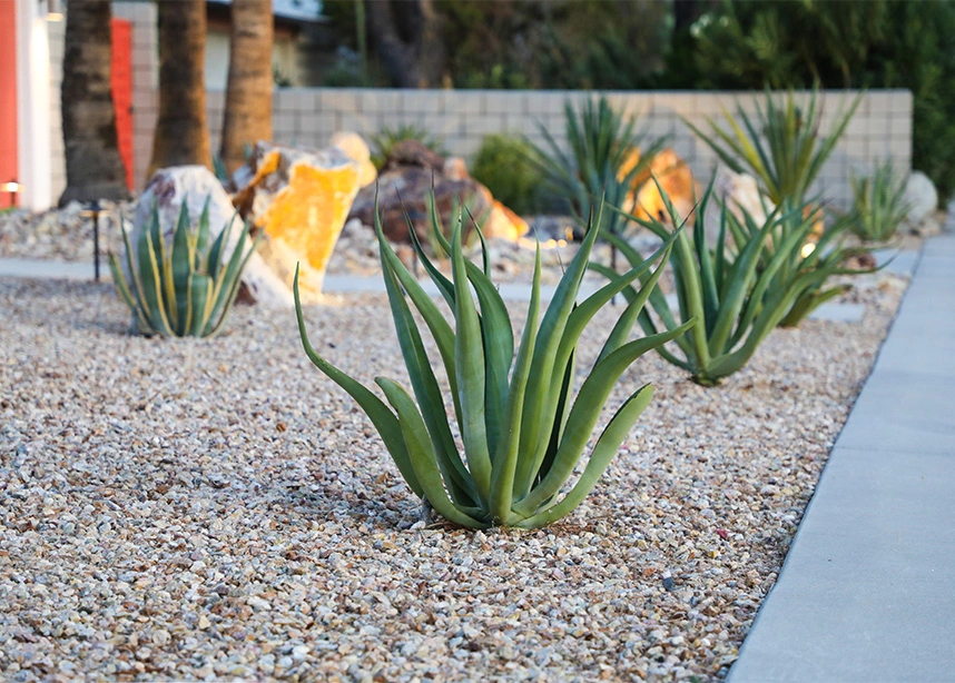 Aloe vera plants growing in white gravel landscape with modern desert garden design - Landscaping in the DC Metro area.
