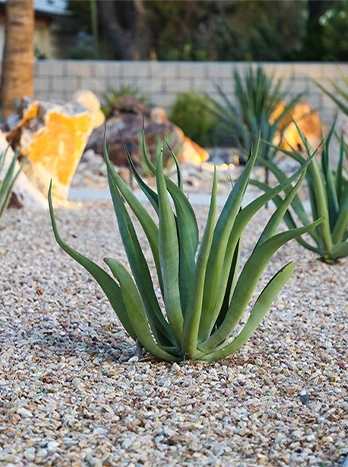 Aloe vera plants growing in white gravel landscape with modern desert garden design - Landscaping in the DC Metro area.